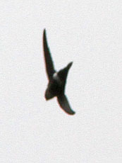 White-tipped Swift