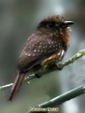 White-wiskered Puffbird 