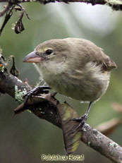 Woodpecker Finch_Cactospiza pallida