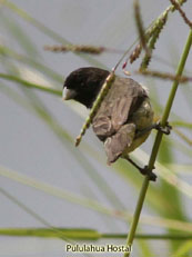 Yellow-bellied Seedeater