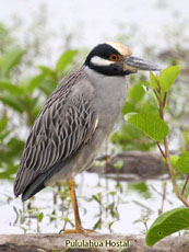 Yellow-crowned Night Heron