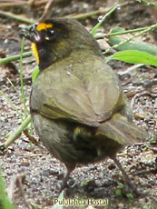 Yellow-faced-Grassquit_Tiaris-olivacea