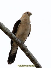 Yellow-headed Caracara