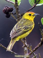 Yellow Warbler